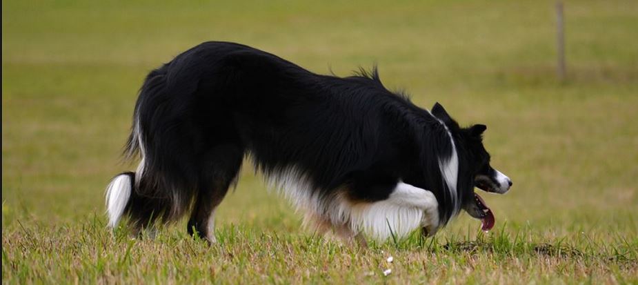 SDT Germany E V Sheepdog Trials Germany Czech Open 2024   Czech Open 2024 